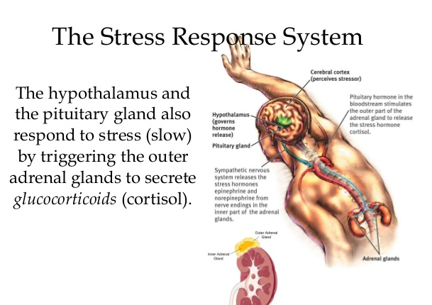 Understanding the Relationship Between Stress and Disease
