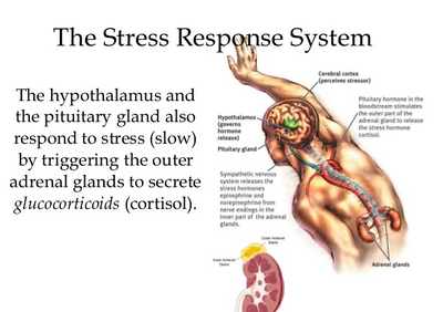 Understanding the Relationship Between Stress and Disease