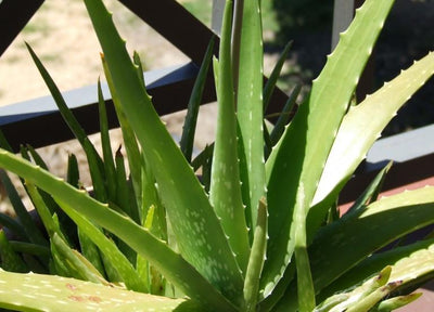 Aloe Vera Benefits