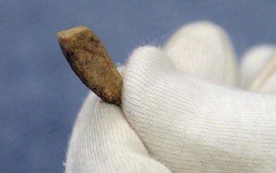 French archaeology students find 560,000-year-old tooth