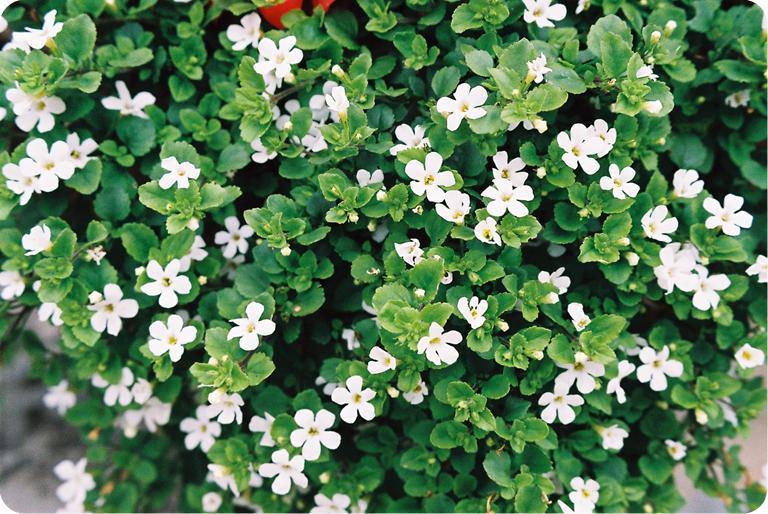 Bacopa: The Brain Boosting Herb for a Healthy Mind
