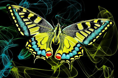 Chaos Theory and the Butterfly Effect — Order and Chaos are not always Diametrically Opposed
