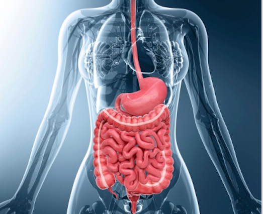 Digestive Health: The Gateway to Overall Wellbeing