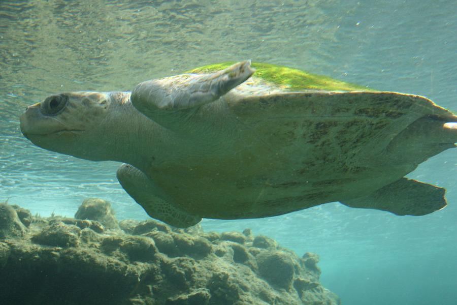 The Largest Sea Turtle In The World Surface The Sea And It Looks Incredible!