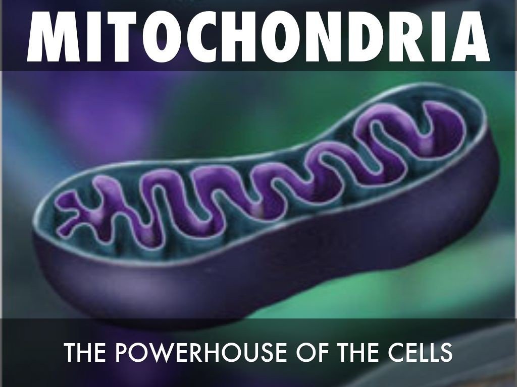 Why Taking Care Of Your Mitochondria Is Vital