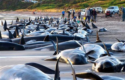 Whale strandings linked to solar activity