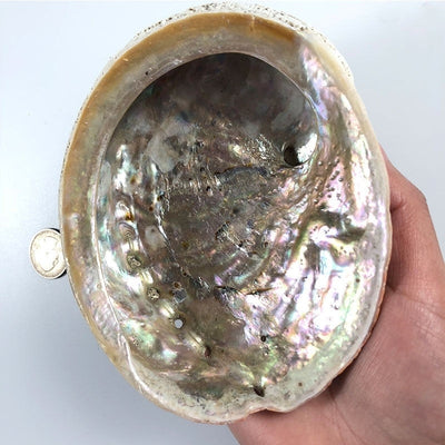 Abalone Shell Sage Burner