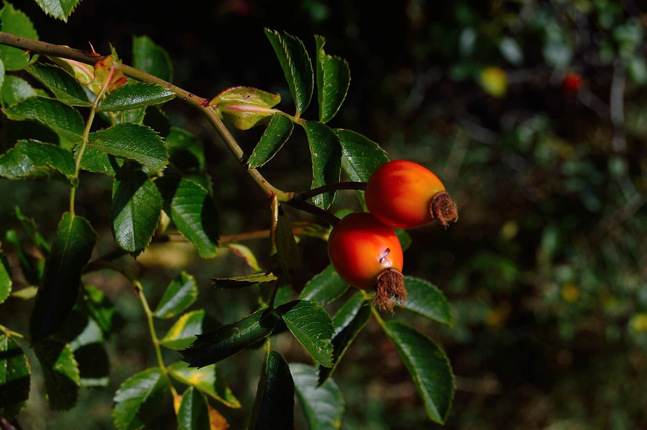 The Ancient Superfruit That Will Add Years to Your Life