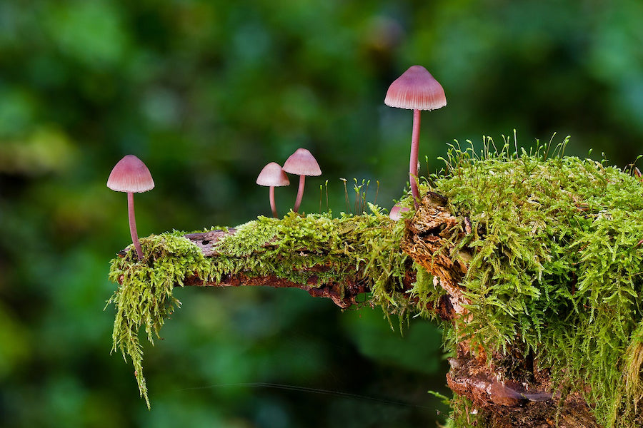 Psilocybin in Magic Mushrooms Can "Reset" Depressed Brain
