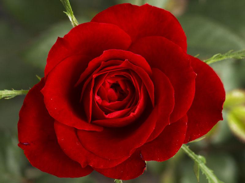 The Mystical Energy of Flowers